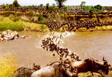 african animal migration